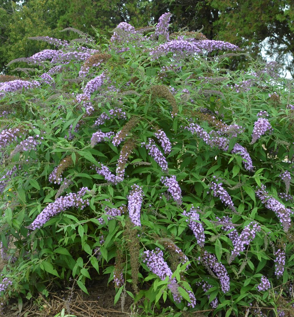 Lavender Cascade Butterfly Bush Natorp's Online Plant Store